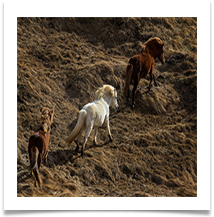 3rd PLACE Icelandic Ponies - Alan Edwards